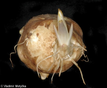 Helianthus tuberosus – slunečnice topinambur