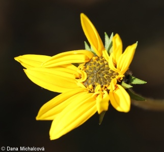 Helianthus tuberosus – slunečnice topinambur