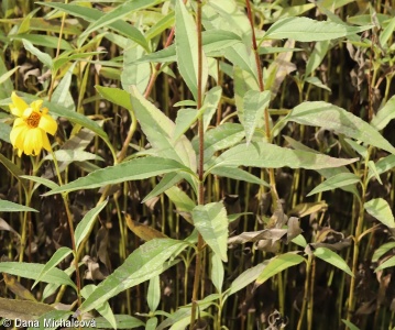 Helianthus ×laetiflorus – slunečnice pozdní