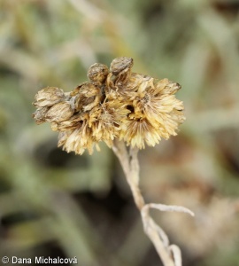 Helichrysum arenarium aggr.