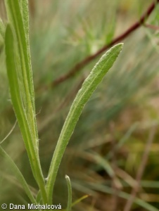 Helichrysum arenarium aggr.