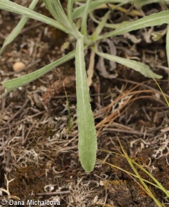Helichrysum arenarium – smil písečný
