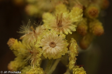 Helichrysum arenarium subsp. ponticum