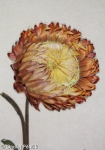 Xerochrysum bracteatum