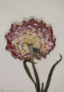 Xerochrysum bracteatum – slaměnka listenatá, smil listenatý