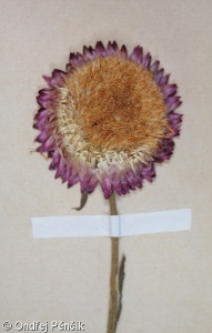 Xerochrysum bracteatum – slaměnka listenatá, smil listenatý