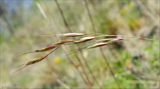 Helictotrichon desertorum