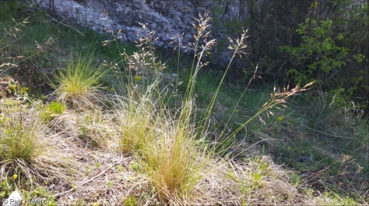 Helictotrichon desertorum