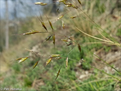 Helictotrichon desertorum