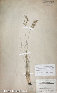 Helictotrichon desertorum subsp. basalticum – ovsíř stepní čedičový