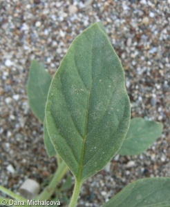 Heliotropium europaeum – otočník evropský