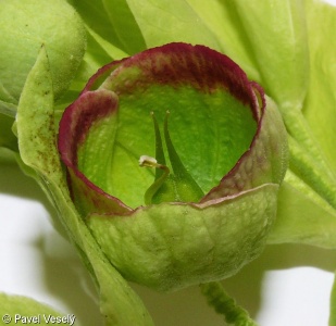 Helleborus foetidus – čemeřice smrdutá