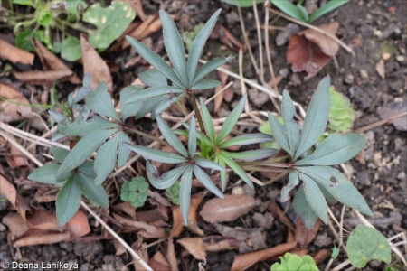 Helleborus foetidus