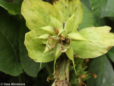 Helleborus niger – čemeřice černá