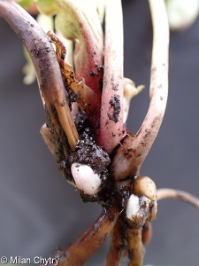 Helleborus niger – čemeřice černá