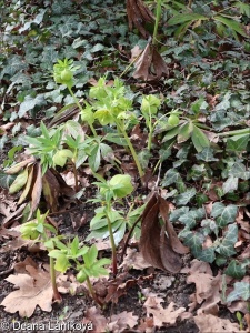 Helleborus odorus