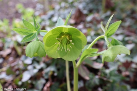 Helleborus odorus