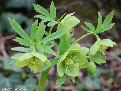 Helleborus odorus – čemeřice vonná