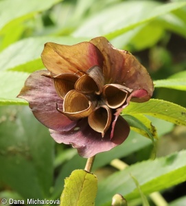Helleborus orientalis – čemeřice východní