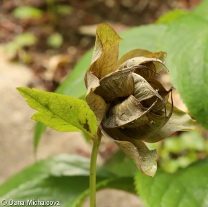 Helleborus orientalis – čemeřice východní