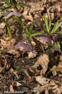 Helleborus purpurascens – čemeřice nachová