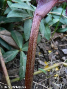Helleborus purpurascens – čemeřice nachová