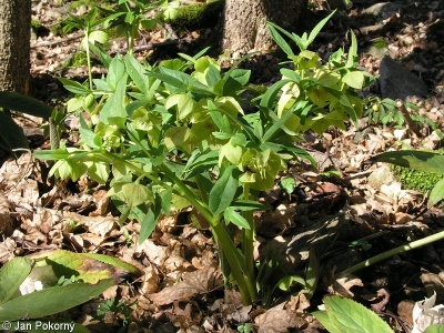 Helleborus viridis – čemeřice zelená