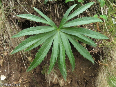 Helleborus viridis