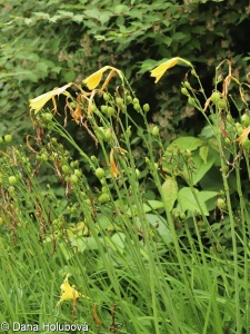 Hemerocallis lilioasphodelus – denivka žlutá