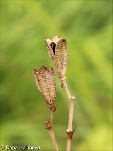 Hemerocallis lilioasphodelus