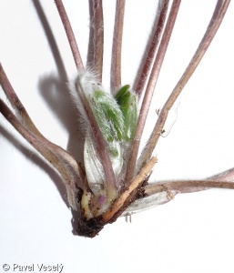 Hepatica nobilis – jaterník podléška