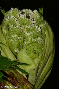 Heracleum mantegazzianum – bolševník velkolepý