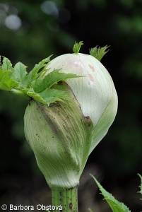 Heracleum mantegazzianum – bolševník velkolepý