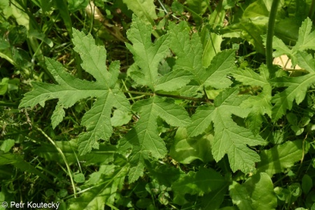 Heracleum sphondylium subsp. chloranthum – bolševník obecný zelenokvětý