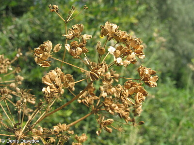 Heracleum sphondylium subsp. sibiricum