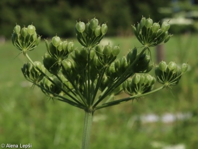 Heracleum sphondylium – bolševník obecný