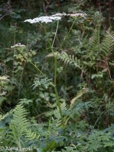 Heracleum sphondylium subsp. sphondylium – bolševník obecný pravý