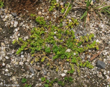 Herniaria glabra
