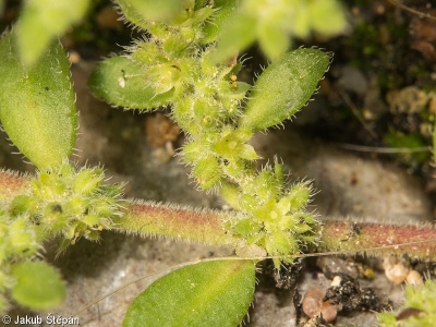 Herniaria hirsuta – průtržník chlupatý