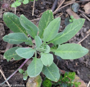 Hesperis matronalis aggr.