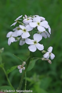 Hesperis matronalis subsp. candida – večernice vonná bělostná