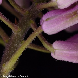 Hesperis matronalis agg. &ndash; okruh večernice vonné