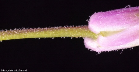 Hesperis matronalis agg. &ndash; okruh večernice vonné