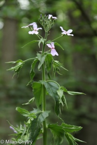 Hesperis matronalis agg. &ndash; okruh večernice vonné