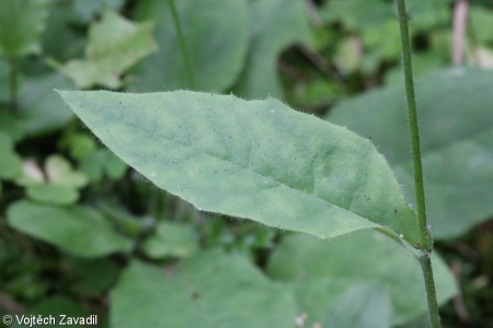 Hieracium umbrosum subsp. albinum