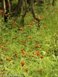Pilosella aurantiaca – chlupáček oranžový