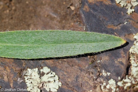 Pilosella echioides – chlupáček hadincovitý