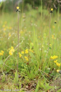 Pilosella floribunda – chlupáček květnatý