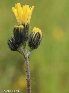 Pilosella floribunda – chlupáček květnatý