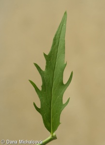 Hieracium laevigatum – jestřábník hladký